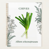 Schnittlauch — Allium schoenoprasum Planer (Vorderseite)
