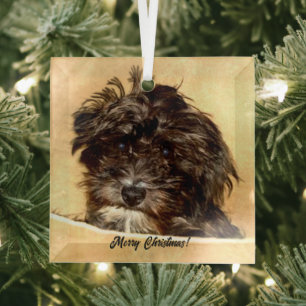 Schnoodle Dog Glass Ornament Aus Glas