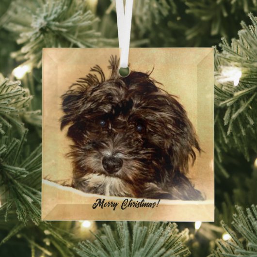 Schnoodle Dog Glass Ornament Aus Glas (Insitu)