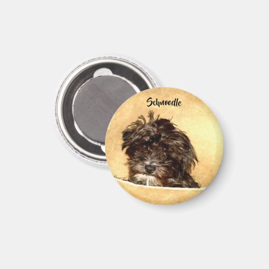 Schnoodle Dog Round Magnet (Vorderseite/Rückseite)