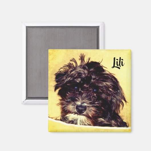 Schnoodle Dog Square Magnet (Vorderseite/Rückseite)