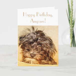 Schnoodle Geburtstags-Klapptasche Karte