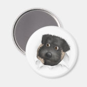 Schnoodle (schwarz) Buckel Magnet (Vorderseite/Rückseite)
