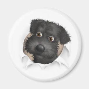 Schnoodle (schwarz) Buckel Magnet