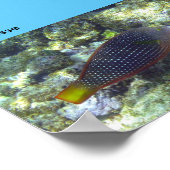 Schnorcheln am Strand von Poipu Poster (Ecke)