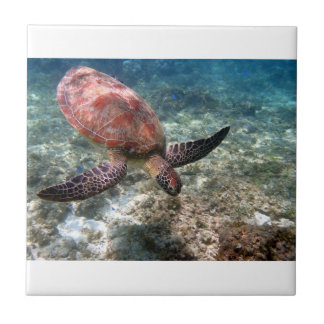 Schnorcheln mit Schildkröte Fliese