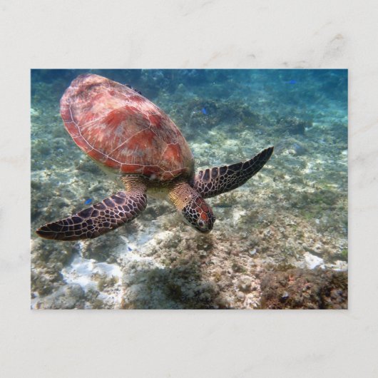 Schnorcheln mit Schildkröte Postkarte (Vorderseite)