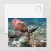 Schnorcheln mit Schildkröte Postkarte (Vorne/Hinten)
