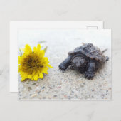 Schnupperschildkröte mit Kronleuchter auf der Post Postkarte (Vorne/Hinten)