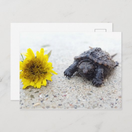 Schnupperschildkröte mit Kronleuchter auf der Post Postkarte (Vorne/Hinten)