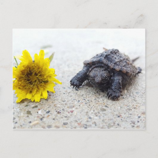 Schnupperschildkröte mit Kronleuchter auf der Post Postkarte (Vorderseite)