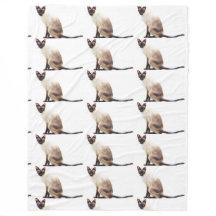 Schnurren-Tier-Kätzchen des Haustieres der