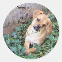 Schnürsenkel mit Puggle-Aufkleber