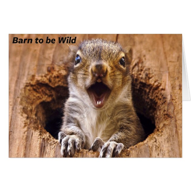 Schockhörnchen (Vorderseite (Horizontal))