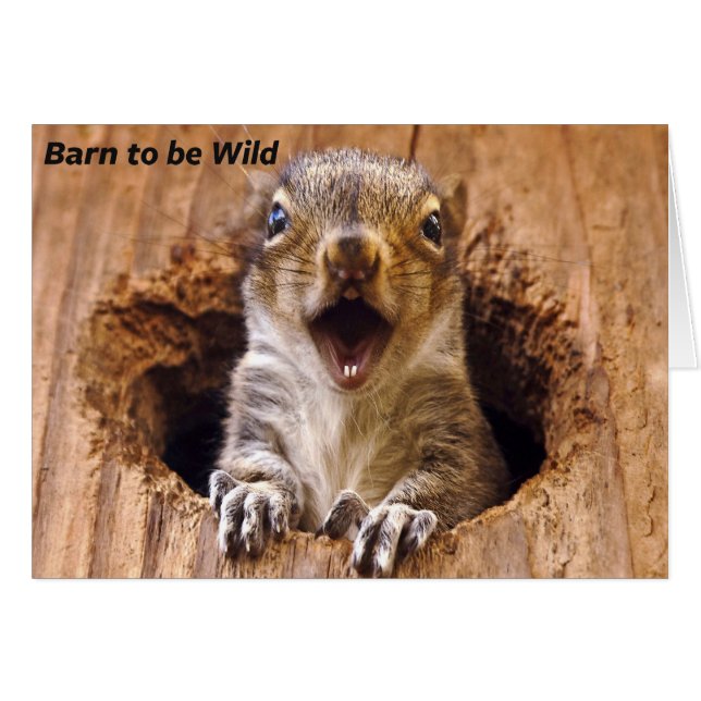 Schockhörnchen (Vorderseite (Horizontal))