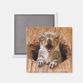 Schockhörnchen Magnet (Vorderseite/Rückseite)