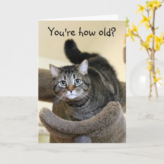 Schockierte Katze Geburtstagswände Karte (Gelbe Blume)