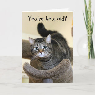 Schockierte Katze Geburtstagswände Karte
