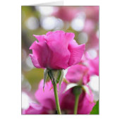 Schockrosa Schöne Rose Karte (Vorne)