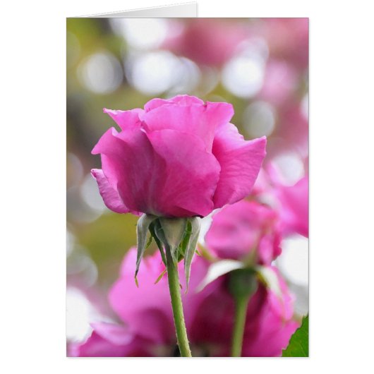 Schockrosa Schöne Rose Karte (Vorne)