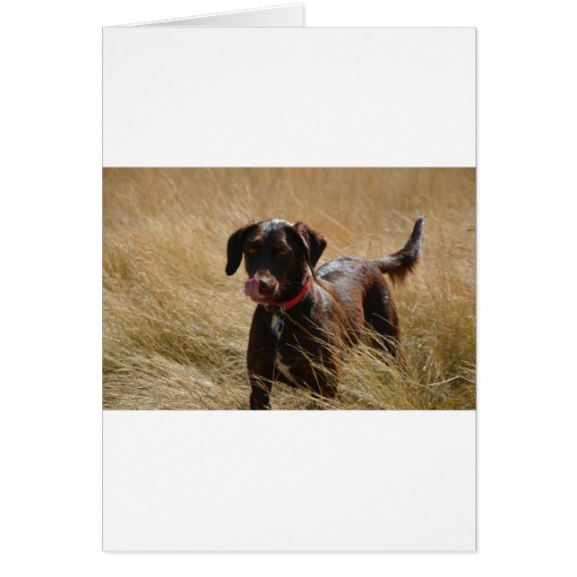 Schokolade Brawn Labrador Retriever (Vorne)