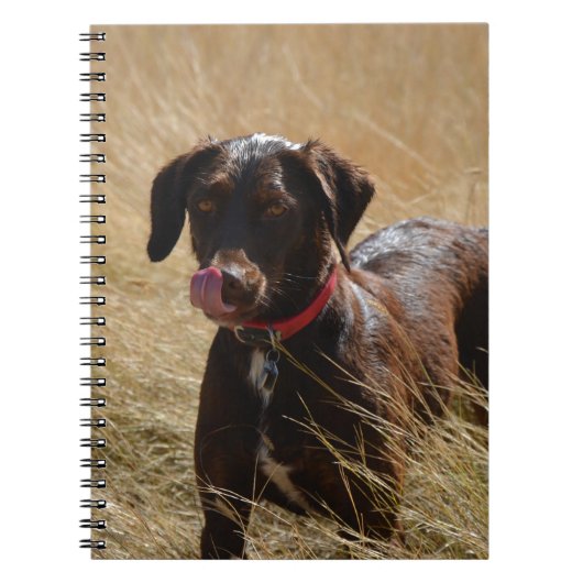Schokolade Brawn Labrador Retriever Notizblock (Vorderseite)