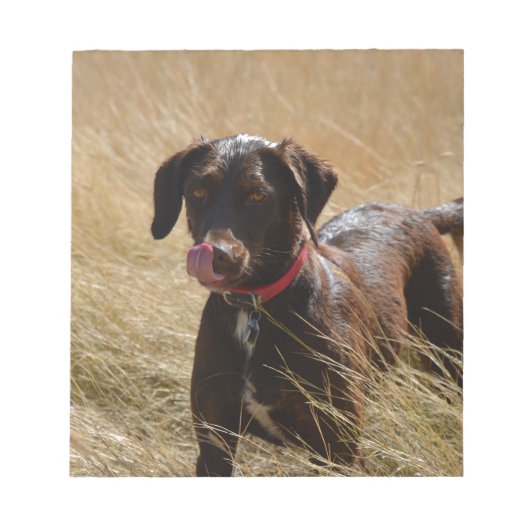 Schokolade Brawn Labrador Retriever Notizblock (Vorderseite)