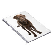 Schokolade Brawn Labrador Retriever Puppy Notebook Notizblock (Rechte Seite)
