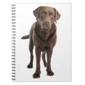 Schokolade Brawn Labrador Retriever Puppy Notebook Notizblock (Vorderseite)