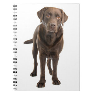 Schokolade Brawn Labrador Retriever Puppy Notebook Notizblock