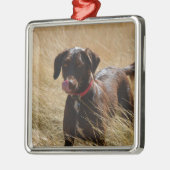 Schokolade Brawn Labrador Retriever Silbernes Ornament (Links)