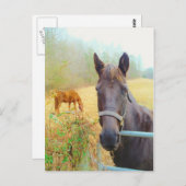 Schokolade Brown Pferd Postkarte (Vorne/Hinten)