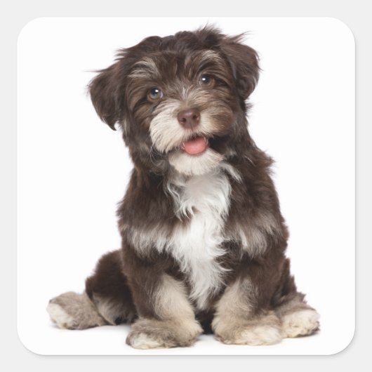 Schokolade Brown & White Havanese Welpensticker Quadratischer Aufkleber (Vorderseite)