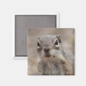 Schokolade Eichhörnchenmagnet Magnet (Vorderseite/Rückseite)