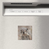 Schokolade Eichhörnchenmagnet Magnet (In Situ (Geschirrspüler))