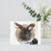 Schokolade French Angora Bunny Rabbit Fotografy Postkarte (Stehend Vorderseite)