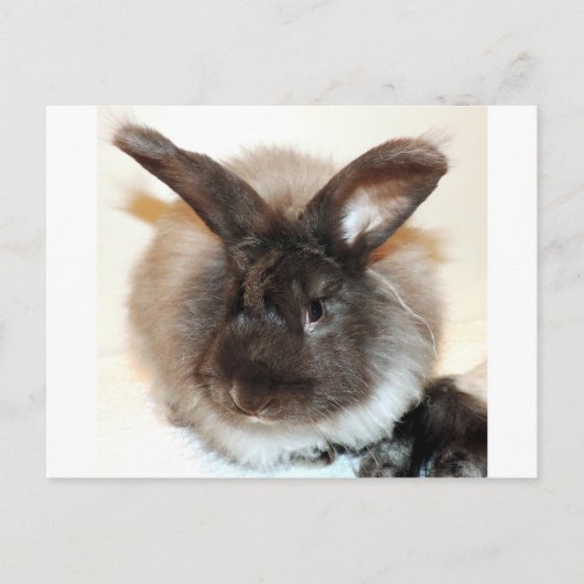 Schokolade French Angora Bunny Rabbit Fotografy Postkarte (Vorderseite)