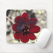 Schokolade Kosmos-Blume Mousepad (Mit Mouse)
