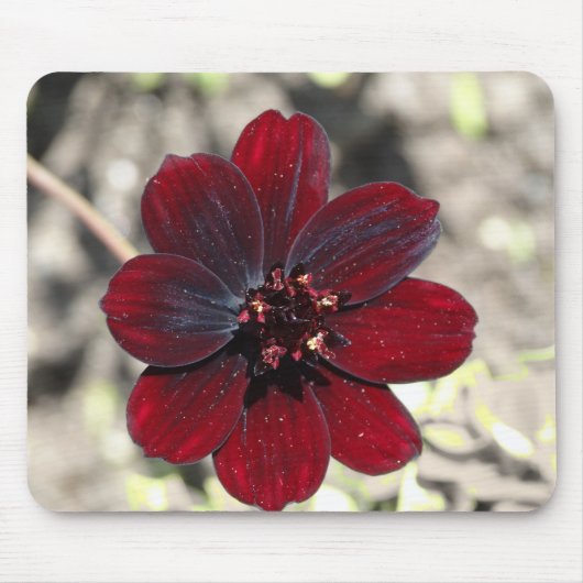 Schokolade Kosmos-Blume Mousepad (Vorne)