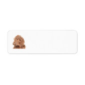 Schokolade Labradoodle (Vorne)