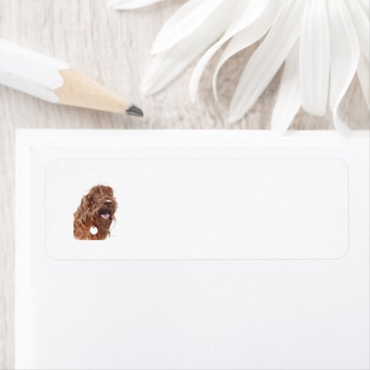 Schokolade Labradoodle (Insitu)