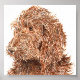 Schokolade Labradoodle #2 Druck Poster