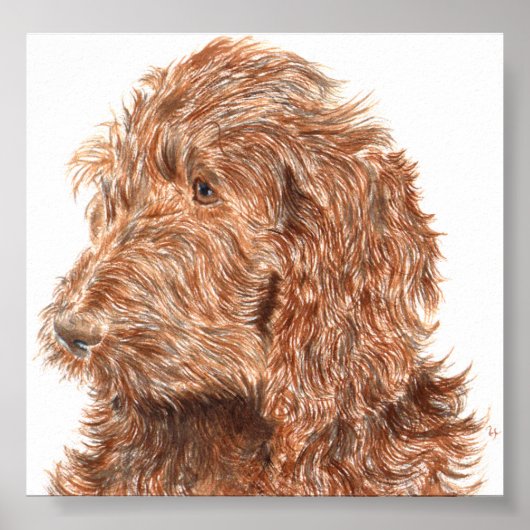 Schokolade Labradoodle #2 Print Poster (Vorne)