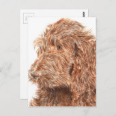 Schokolade Labradoodle Postkarte (Vorne/Hinten)