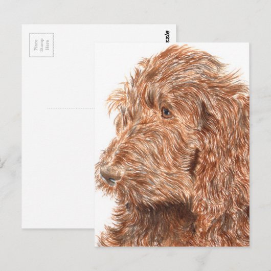 Schokolade Labradoodle Postkarte (Vorne/Hinten)