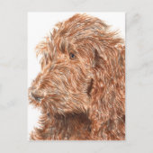 Schokolade Labradoodle Postkarte (Vorderseite)
