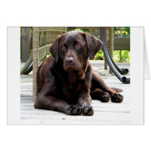 Schokolade Labrador