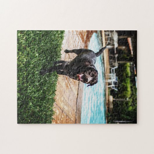 Schokolade Labrador am Pool Puzzle (Horizontal)