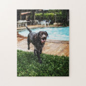 Schokolade Labrador am Pool Puzzle (Vertikal)