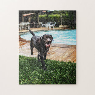 Schokolade Labrador am Pool Puzzle